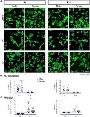 Sex- and Development-Dependent Responses of Rat Microglia to Pro- and Anti-inflammatory Stimulation